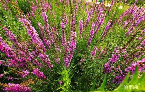 高度30厘米蛇鞭菊