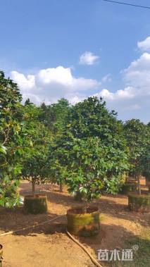 高度200厘米山茶花