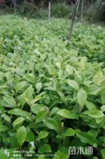 高度80厘米火力楠小苗