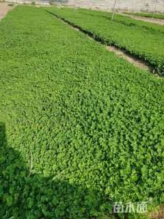 高度30厘米三白草