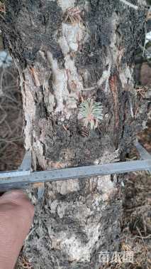 高度280厘米云杉