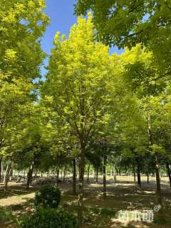 15公分金叶白蜡