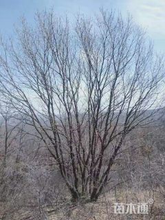 丛生蒙古栎