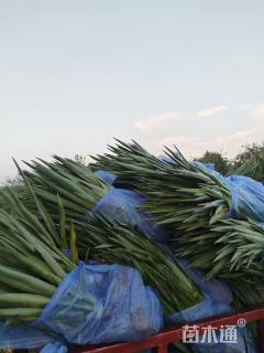 高度60厘米凤尾兰