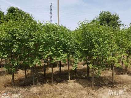 高度250厘米丁香