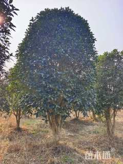13公分桂花