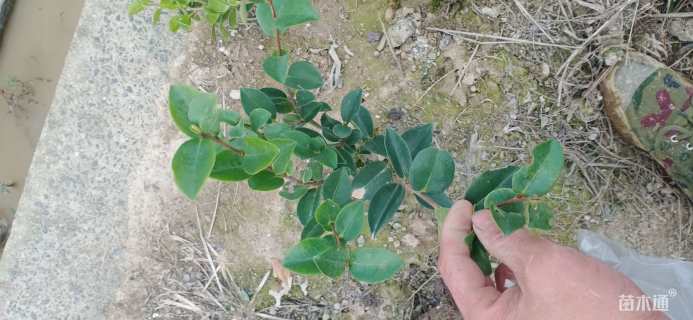 高度35厘米茶梅