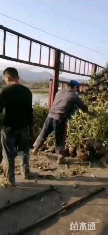 高度80厘米法国冬青