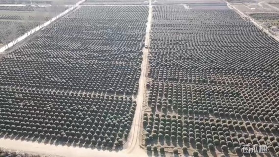 冠幅180厘米卫矛球