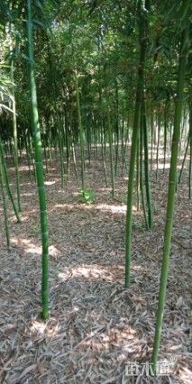 3公分雷竹