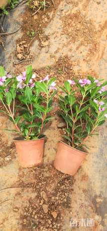 高度25厘米长春花