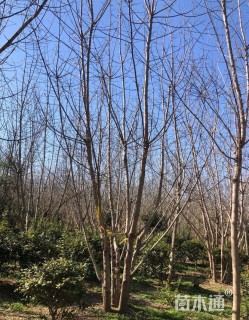 高度650厘米丛生茶条槭