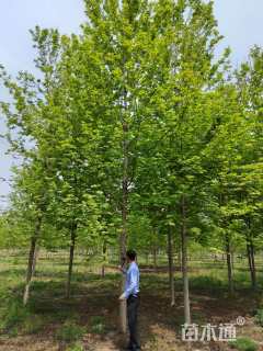 13公分美国红枫