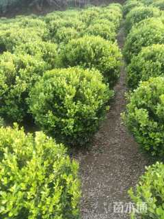 移栽苗小叶黄杨球