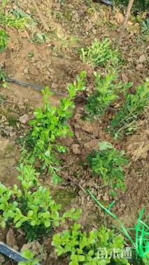 高度30厘米黄杨