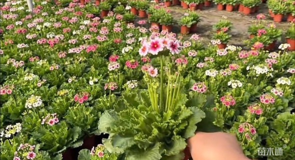 高度15厘米报春花