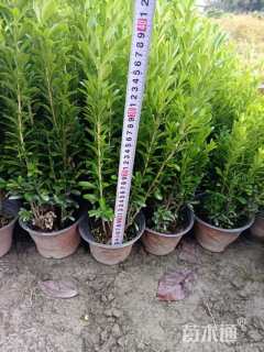 高度40厘米瓜子黄杨