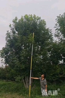 高度800厘米丛生白蜡