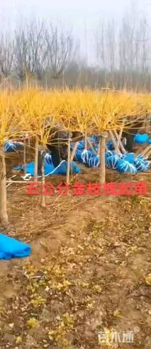 6公分矮杆金枝槐