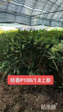 高度120厘米结香球