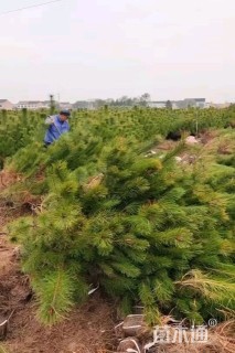 高度80厘米油松