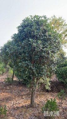 高度300厘米丛生桂花