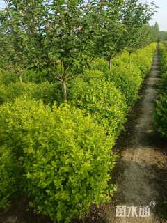 冠幅120厘米金叶女贞球