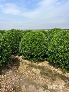 冠幅100厘米大叶黄杨球