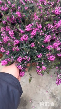 高度20厘米欧石楠