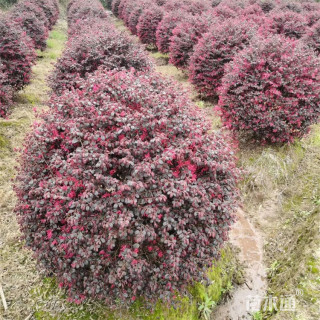 冠幅120厘米红花继木球