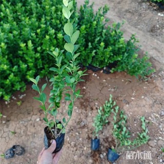 高度35厘米胶东卫矛