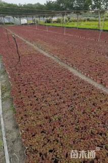 高度3厘米红景天