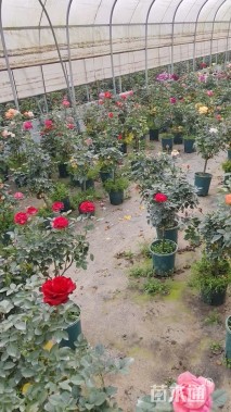 高度70厘米月季