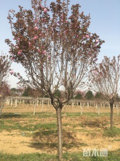 12公分日本晚樱