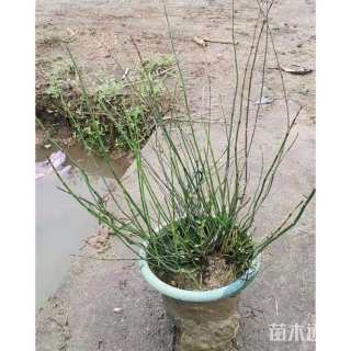 高度30厘米木贼