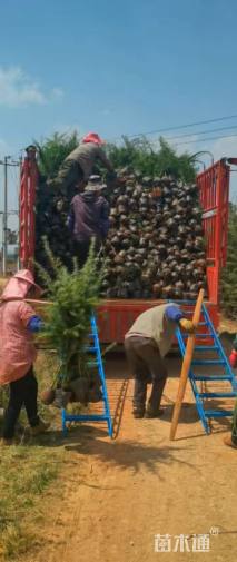 高度100厘米雪松