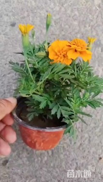 高度19厘米孔雀草