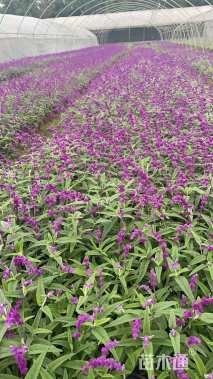 高度20厘米墨西哥鼠尾草