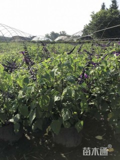 高度40厘米鼠尾草