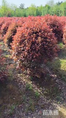 冠幅100厘米红叶石楠球