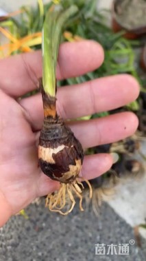 高度25厘米石蒜