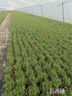 高度10厘米迷迭香