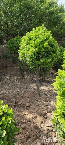 高度110厘米高杆大叶黄杨球