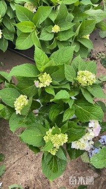 高度30厘米无尽夏绣球