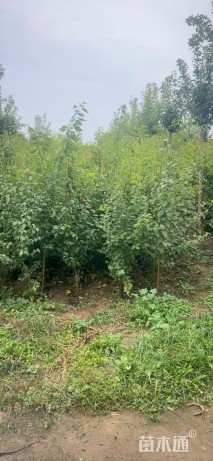 高度200厘米山杏小苗
