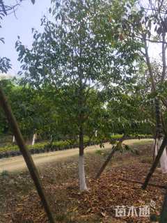 13公分乐昌含笑