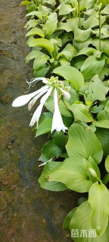 高度15厘米玉簪