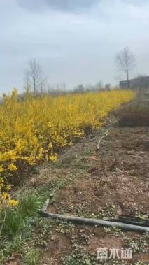 高度95厘米连翘