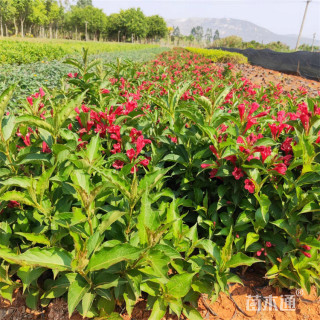 高度40厘米红王子锦带苗