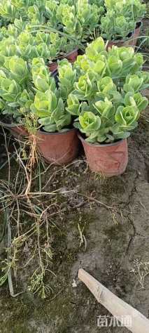 高度10厘米八宝景天